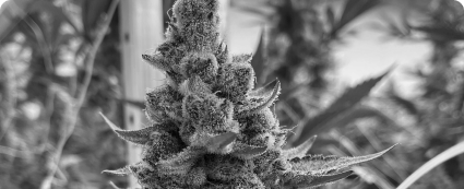 close up high quality cannabis strain-indoor cannabis farm-workers cannabis