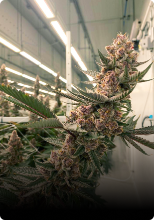 a flower of cannabis