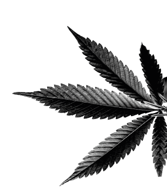 Grey marijuana leaf