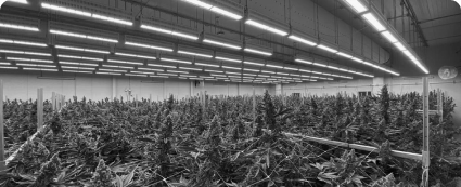 indoor cannabis farm-high quality cannabis products-workers cannabis